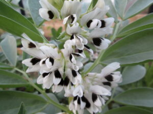 Broad bean flowers